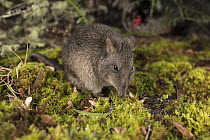 Long-nosed potoroo (Potorous tridactylus) foraging on forest floor, Victoria, Australia. Controlled conditions.