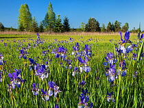 Siberian Iris (Iris sibirica) Upper Bavaria, Germany. May.
