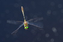 Downy emerald dragonfly (Cordulia aenea) Cordulia arena, Upper Bavaria, Germany. May.