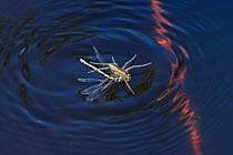 Raft Spider (Dolomedes fimbriatus) withfemale Small Red-eyed Damselfly (Erythromma viridulum) prey on water surface, Upper Bavaria, Germany, May.