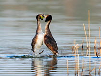 Great crested grebes (Podiceps cristatus) pair courtshipdisplay, Bavaria, Germany.