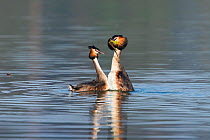 Great crested grebes (Podiceps cristatus) pair courtship display, Bavaria, Germany. April.