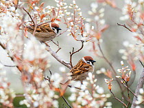 Tree sparrows (Passer montanus) Bavaria, Germany, April.