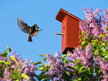 Starling (Sturnus vulgaris) flying to nest box with food in beak, Germany. May.