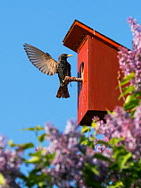 Starling (Sturnus vulgaris) at nest box, Germany. May.