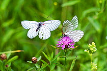 Black-veined white butterflies (Aporia crataegi) courtship, Alps, Slovenia.