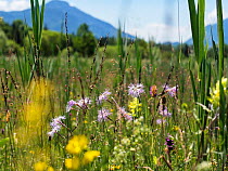 Meadow with Fringed pink (Dianthus superbus) flowers, Upper Bavaria, Germany, June.