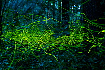 Firefly (Lamprohiza splendidula) light trails of males in  forest, Bavaria, Germany. July.