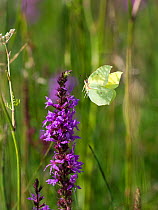 Brimstone butterfly (Gonepteryx rhamni) in flight, with Purple loosestrife (Lythrum salicaria) Upper Bavaria, Germany. July.