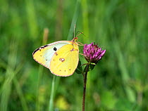 Pale clouded yellow (Colias hyale) female, Bavaria, Germany, August.
