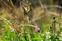Swallowtail butterfly (Papilio machaon) in flight, Upper Bavaria, Germany, August.