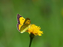 Clouded yellow butterfly (Colias crocea) Upper Bavaria, Germany, August.