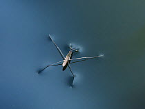 Pond skater (Gerris sp.) on water surface, Germany