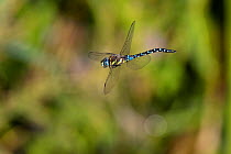 Migrant hawker dragonfly (Aeshna mixta) hovering, Baden Wurttemberg, Germany. August.