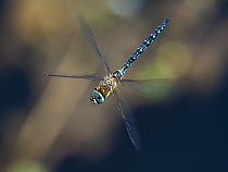 Migrant hawker dragonfly (Aeshna mixta) flying, Baden Wurttemberg, Germany. August.