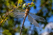 Migrant hawker dragonfly (Aeshna mixta) Upper Bavaria, Germany