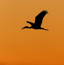 Open-billed stork (Anastomas lamelligerus) silhouetted in flight,  Chobe National Park, Botswana.