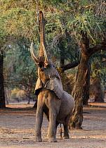 African elephant (Loxodonta africana) reaching up for foliage,  Mana Pools National Park, Zimbabwe.