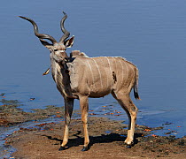 Kudu (Tragelaphus strepsiceros) male, with Yellow-billed oxpecker (Buphagus africanus), Mana Pools National Park, Zimbabwe.