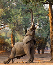 African elephant (Loxodonta africana) reaching up for foliage.  Mana Pools National Park, Zimbabwe.
