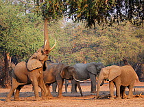 African elephants (Loxodonta africana) with one reaching up for foliage, Mana Pools National Park, Zimbabwe.