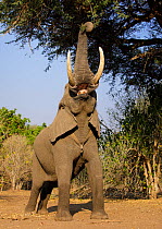 African elephant (Loxodonta africana) reaching up for foliage,  Mana Pools National Park, Zimbabwe Sept 2019
