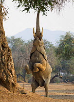 African elephant  (Loxodonta africana) reaching up for foliage, Mana Pools National Park, Zimbabwe.