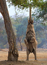 African elephant (Loxodonta africana) reaching up for foliage, standing on back legs, Mana Pools National Park, Zimbabwe.