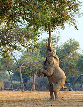 African elephant (Loxodonta africana) reaching up for foliage, standing on its back legs, Mana Pools National Park,  Zimbabwe. September.