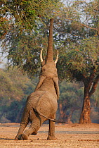 African elephant (Loxodonta africana) reaching up for foliage, Mana Pools National Park,  Zimbabwe. September.