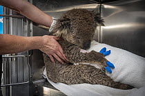 Koala (Phascolarctos cinereus) female anaesthetised to treat burns starting to recover. Mobile wildlife triage centre at Bairnsdale (which was set up to treat animals as a result of the bushfires that...