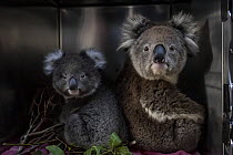 Koala (Phascolarctos cinereus) ) female and joey in their enclosure at a mobile wildlife triage centre at Bairnsdale, which was set up to treat wildlife as a result of the bushfires that have been rav...