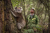 Koala (Phascolarctos cinereus) female released at Log Crossing in the Colquhoun State Forest (Kalimna West, Victoria) and watched on by Senior Forest and Wildlife Officer Lachlan Clarke. She came in f...