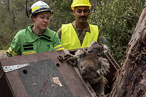 Koala (Phascolarctos cinereus) mother and  joey are released by Emily Cordy (left/green clothes) - a Forest and Wildlife officer (and assisted by members from the Australian Defence Force) at Log Cros...