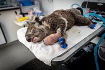 Koala (Phascolarctos cinereus) female anaesthetised to treat burns starting to recover. Mobile wildlife triage centre at Bairnsdale (which was set up to treat animals as a result of the bushfires that...