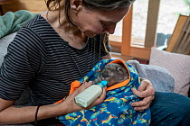 Wombat (Vombatus ursinus) is bottle fed by Rena Gaborov - wildlife rescuer and carer - in Renas mothers lounge. Rena and her partner Joseph had to evacuate their wildlife (wombats, possums and kangaro...