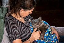 Wombat (Vombatus ursinus) is cared for by Rena Gaborov - wildlife rescuer and carer - in Renas mothers lounge. Rena and her partner Joseph had to evacuate their wildlife (wombats, possums and kangaroo...