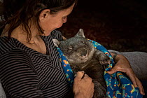 Wombat (Vombatus ursinus) male is cared for by Rena Gaborov - wildlife rescuer and carer - in Renas mothers lounge.Rena and her partner Joseph had to evacuate their wildlife (wombats, possums and kang...