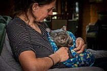 A male bare-nosed wombat (Vombatus ursinus) cared for by Rena Gaborov - wildlife rescuer and carer - in Renas mothers lounge. Rena and her partner Joseph had to evacuate their wildlife (wombats, possu...