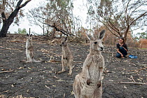 Wildlife rescuer and carer Rena Gaborov with orphaned eastern grey kangaroos (Macropus giganteus) in the burnt-out yard at her mother's property at Sarsfield. Rena and her partner Joseph had to evacua...