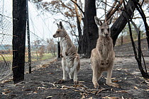 Orphaned eastern grey kangaroos (Macropus giganteus) in the burnt-out yard at her mother's property at Sarsfield. Rena Gaborov and her partner Joseph had to evacuate their wildlife (wombats, possums a...