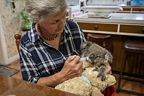 Wildlife rescuer (including snakes) and carer Lorna King feeds a male koala (Phascolarctos cinereus) named 'River', a food supplement in her kitchen. River was found near Twin Rivers district (East Gi...