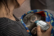Wombat (Vombatus ursinus) male is bottle fed by Rena Gaborov - wildlife rescuer and carer. Rena and her partner Joseph had to evacuate their wildlife (wombats, possums and kangaroos) from their home a...