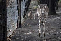 Orphaned Eastern grey kangaroos (Macropus giganteus) in the burnt-out yard at wildlife rescuer and carer Rena Gaborov mother's property at Sarsfield. Rena and her partner Joseph had to evacuate their...