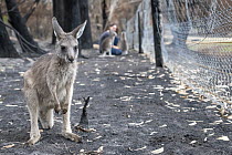 Wildlife rescuer and carer Rena Gaborov with orphaned eastern grey kangaroos (Macropus giganteus) in the burnt-out yard at her mother in law's property at Sarsfield. Rena and her partner Joseph had to...