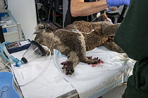 Burnt feet of anaesthetised  female Koala (Phascolarctos cinereus) as she is treated, at a mobile wildlife triage centre at Bairnsdale (which was set up to treat animals as a result of the bushfires t...