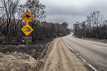 Burnt out watch out for wildlife sign and burnt trees on the Bruthen-Buchan Road, South Buchan. This area was burnt during the November /Dec 2019 fires. Victoria, Australia. January, 2020. Non-ex.