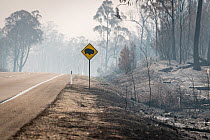Burnt out watch out for wombats sign on the Great Alpine Road which was burnt during the November/Dec 2019 fires. Great Alpine Road, Sarsfield, Victoria, Australia. January 2020