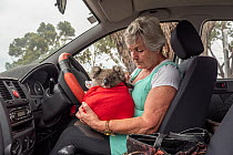 Wildlife rescuer Lorna King checks on ?River' -a young male koala (Phascolarctos cinereus) - before leaving the mobile wildlife triage centre in her car at Bairnsdale to take him home. River was...