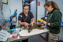 Kimberly Vinette Herrin (Veterinary Officer Taronga Zoo) and Carolyn Donovan (certified emergency critical care veterinary nurse from the Peninsula Vet Emergency & Referral Hospital) treat an anaesthe...